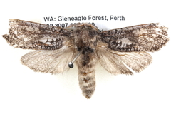 Endoxyla coscinophanes