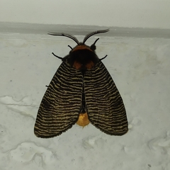 Graphelysia strigillata