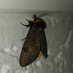 Graphelysia strigillata