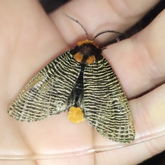 Graphelysia strigillata