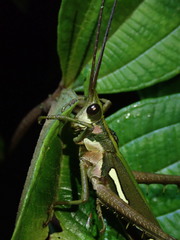 Aeolacris octomaculata