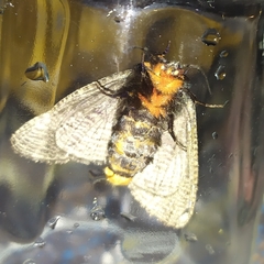 Graphelysia strigillata