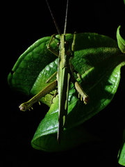 Aeolacris octomaculata