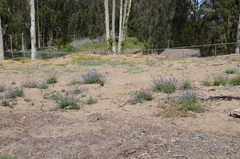Gilia capitata chamissonis