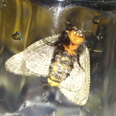 Graphelysia strigillata