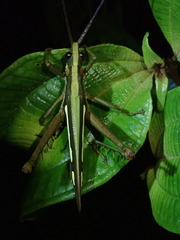 Aeolacris octomaculata