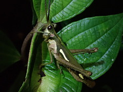 Aeolacris octomaculata