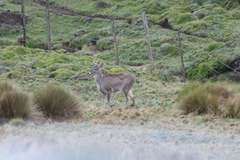 Odocoileus virginianus ustus