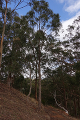 Eucalyptus bridgesiana