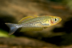 Rhadinocentrus ornatus