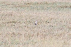 Vanellus resplendens