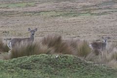 Odocoileus virginianus ustus