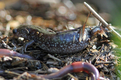 Ambystoma macrodactylum macrodactylum