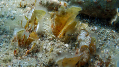 Padina pavonica