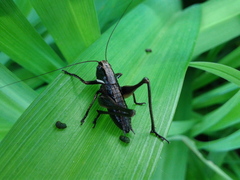 Eobiana engelhardti