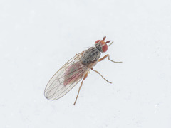 Tephrochlamys rufiventris