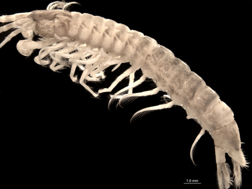 Family Koonungidae · iNaturalist