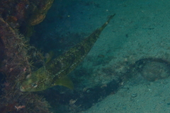 Notolabrus parilus