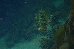 Notolabrus parilus