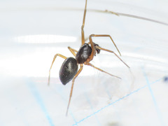 Trichoncus auritus