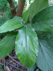 Ficus hispida