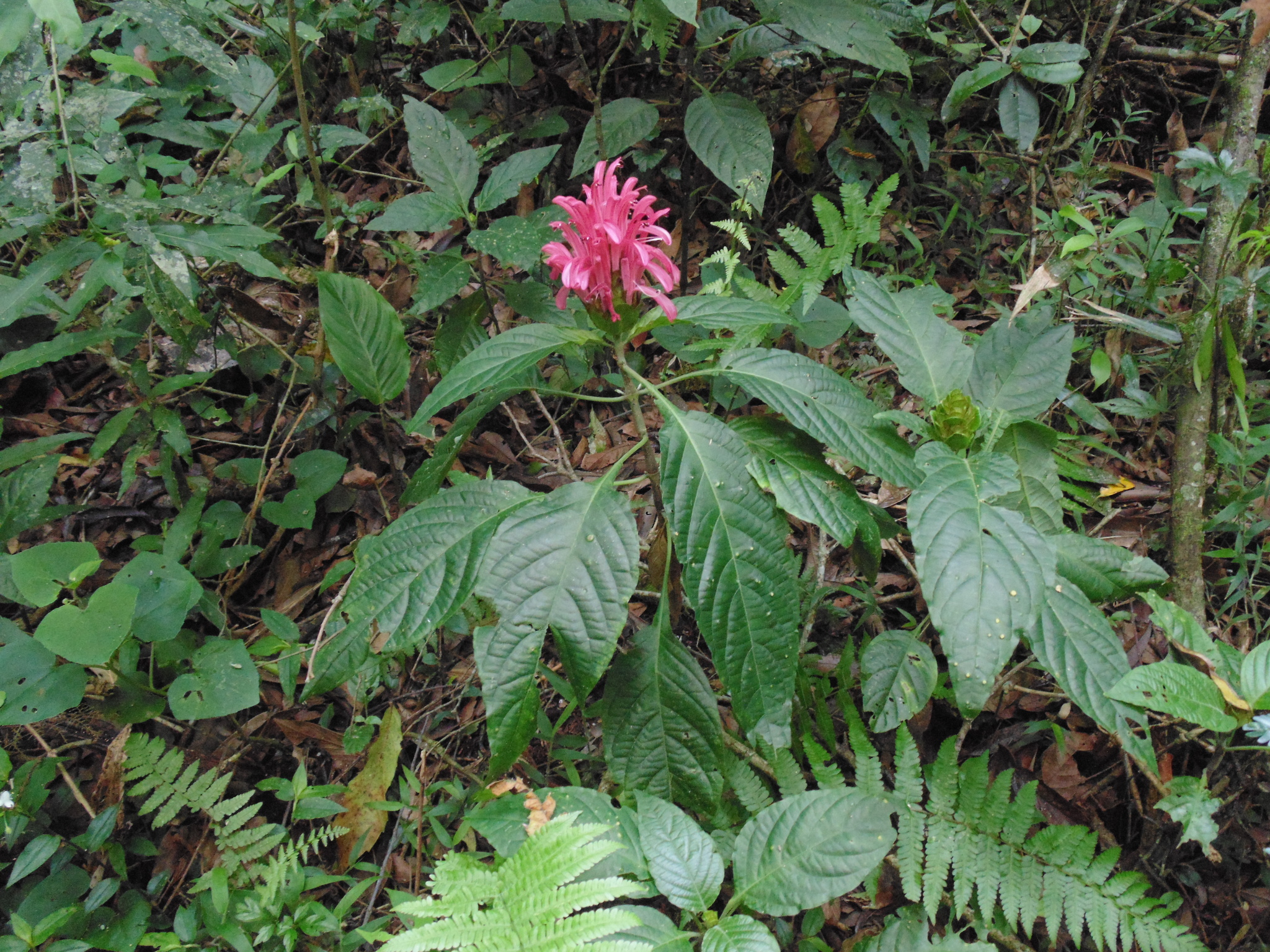 Justicia carnea