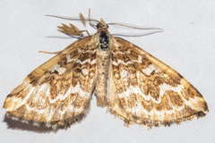 Asaphodes clarata