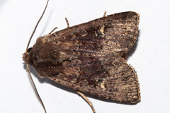 Ichneutica agorastis