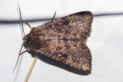 Ichneutica agorastis