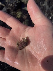 Paraxanthias taylori