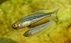 Rhadinocentrus ornatus