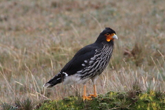 Daptrius carunculatus