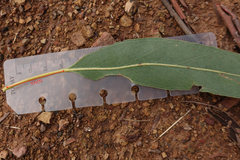 Eucalyptus bridgesiana