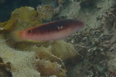 Austrolabrus maculatus