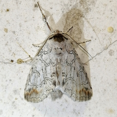 Sericochroa
