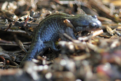 Ambystoma macrodactylum macrodactylum