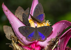 Eurybia molochina