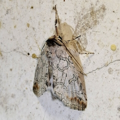 Sericochroa