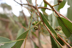 Eucalyptus bridgesiana