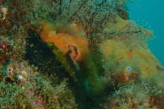 Helcogramma decurrens