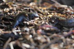Ambystoma macrodactylum macrodactylum