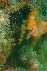 Helcogramma decurrens
