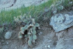 Opuntia cymochila