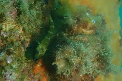 Helcogramma decurrens