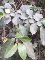 Azara serrata