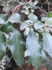 Azara serrata