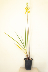 Cyrtopodium paludicola