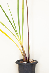 Cyrtopodium paludicola