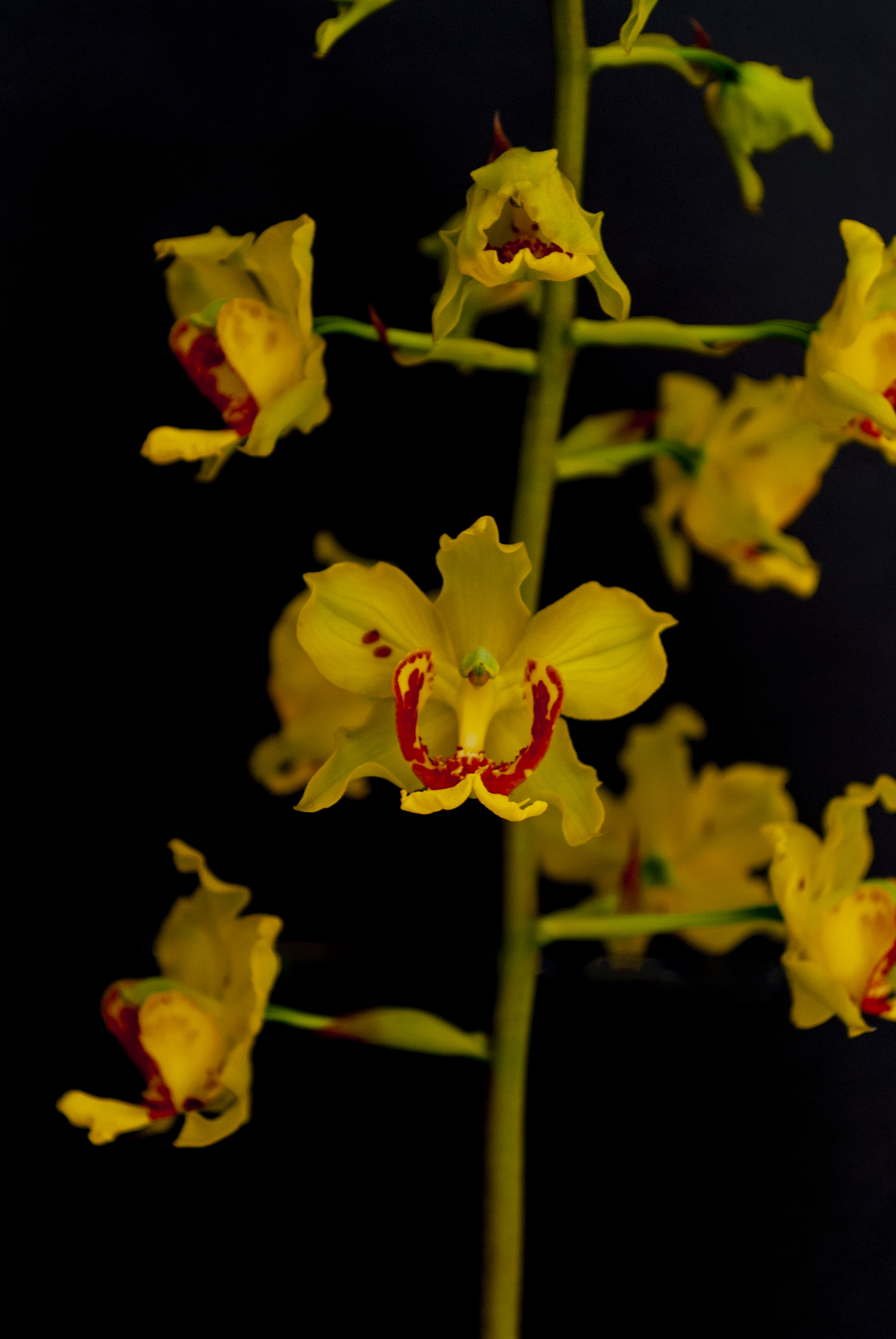Cyrtopodium paludicola Hoehne