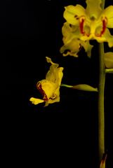 Cyrtopodium paludicola